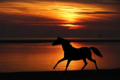 Лошади на закате - 73 фото