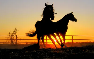 Лошади на закате - фото и картинки: 48 штук