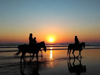 Лошади бегут на закате | Премиум Фото