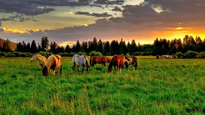 Лошади в закате — Фото №143102