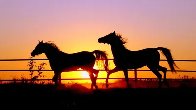 обои : Лошадь, Поле, Пастбище, закат солнца 3000x2000 - CoolWallpapers -  1001588 - красивые картинки - WallHere
