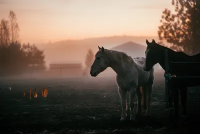 Сафари на лошадях на закате в Белеке - Цены 2024 | Маршрут