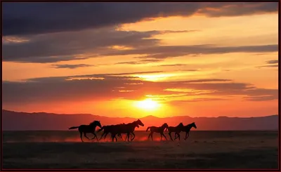 Увидеть закат солнца в горах можно верхом на лошади | Отдых в горах -  Лагонаки.ру | Дзен
