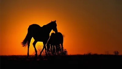 Красивые лошади едят траву на закате в поле - обои на рабочий стол