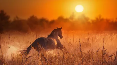 Лошади На Закате — стоковая векторная графика и другие изображения на тему  Лошадь - Лошадь, Утренние сумерки, Утро - iStock