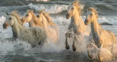 Лошади бежать в воде стоковое изображение. изображение насчитывающей быстро  - 54641029