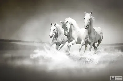 Лошади бежать в воде стоковое изображение. изображение насчитывающей  выплеск - 54640145