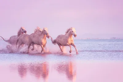 Лошадей В Воде — стоковые фотографии и другие картинки Лошадь - Лошадь,  Бегать, Пляж - iStock