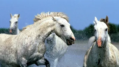 Лошадь в воде стоковое изображение. изображение насчитывающей выплеск -  197701483