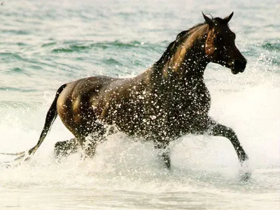 Картина на холсте \"Лошади бегущие по воде\"