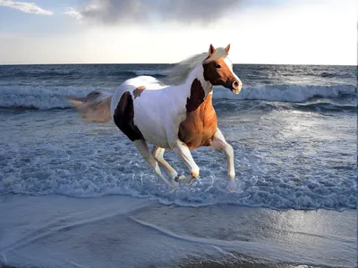 Еленовка. Купание лошадей | Поля залезла на лошадь в воде | Flickr