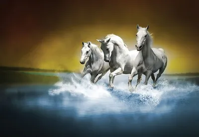 Обои лошади, брызги, вода, прогулка, пара картинки на рабочий стол, фото  скачать бесплатно