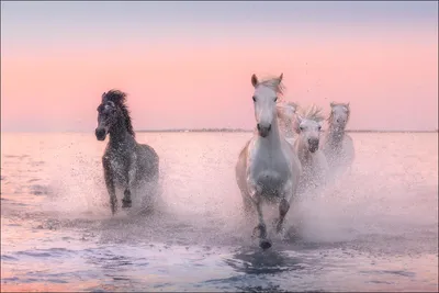 Фотообои Лошади в воде купить на стену • Эко Обои