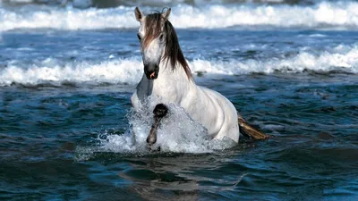 Лошади в воде