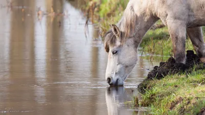 Пазл «Лошади бегущие по воде» из 165 элементов | Собрать онлайн пазл №189996