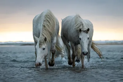 Фотодни с лошадьми Златой и Добрыней в очень живописном месте у пруда  (возможны фото на лошади в воде). Лошади спокойные и можно сидеть… |  Instagram