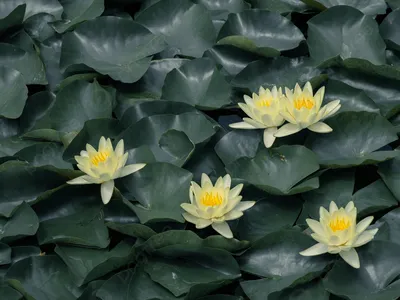 Цветок лотоса в воде стоковое фото. изображение насчитывающей средства -  28865764