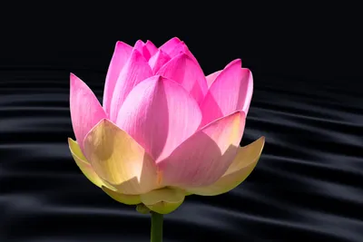 Цветок Лотоса на воде, розовые …» — создано в Шедевруме