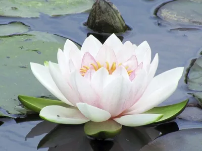 Бесплатное изображение: Лотос, цветок, вода lily, Лепесток, завод,  отражение, вода