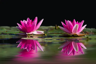 Розовый цветок лотоса в воде Фон Обои Изображение для бесплатной загрузки -  Pngtree