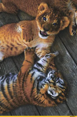 Фото львят и тигрят фото