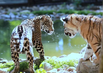 Красивые фотографии тигрят, львят и ягуаров в Подмосковном Сафари-парке.  Автор Автухов Андрей.