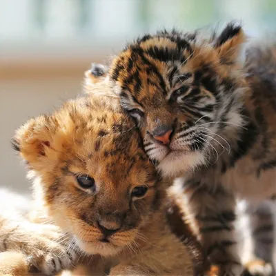 Тигрица и Лев вместе - красивые фото