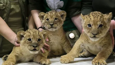 В уфимском зоопарке подросли львята с тигрятами, и теперь их можно потрогать