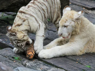 Таможня России пресекла контрабанду тигрят и львят в Казахстан