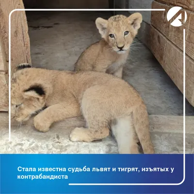 Четырех маленьких львят и тигрят попытались ввезти в Казахстан из России