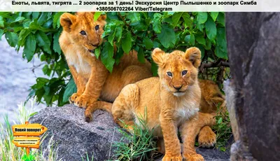 Львят и тигрят в России продают кому угодно. Маленьким хищникам грозит  большая опасность | РЕН ТВ | Дзен