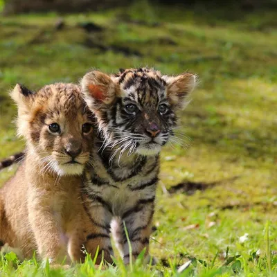 Львята и тигрята - 59 фото