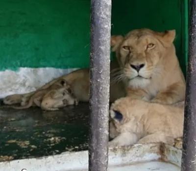 Как изъятым на госгранице тигрятам и львятам живётся в астраханском зоопарке