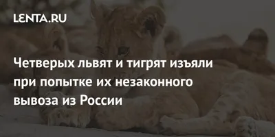 В передвижном зоопарке под Волгоградом родились 3 львят и 2 тигрят