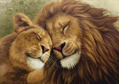 Обои на рабочий стол Любовь льва и львицы, фотограф Patrick Schmetzer, обои  для рабочего стола, скачать обои, обои бесплатно