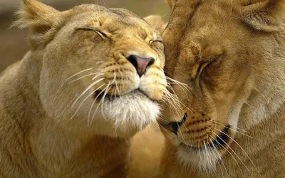 Львы влюбляются в нежную любовь в ужасных условиях Стоковое Изображение -  изображение насчитывающей львев, лизать: 157812551
