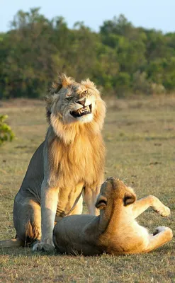 Картина для интерьера лев царь зверей, лев и пара львов, львы любовь (44)  30х40 - купить по низкой цене в интернет-магазине OZON (998611147)