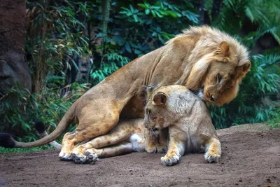 Обои пара львов нежатся друг с другом