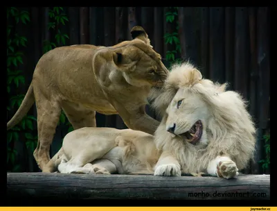 Львы, пары любов стоковое фото. изображение насчитывающей рычание -  148357484