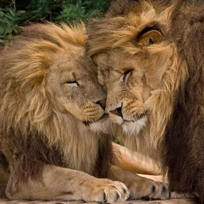 С каким знаком зодиака Льва ждет настоящая любовь? | ТВОЙ АСТРОЛОГ | Дзен