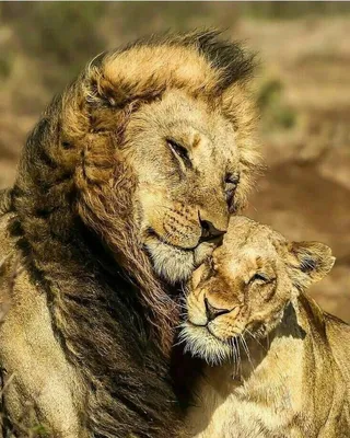 Живая Земля - Львы тоже умеют любить. | Facebook