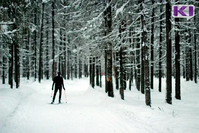 Лыжник. В лесу. Купить работы автора – Неизвестный художник
