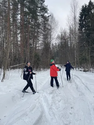 Обои на рабочий стол Лыжник идет на лыжах по засыпанному снегом лесу, обои  для рабочего стола, скачать обои, обои бесплатно