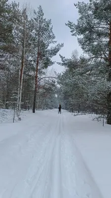 В Подмосковье благоустраивают лыжные трассы в лесу / Публикации / Городской  округ Балашиха