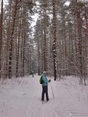 Лыжники в лесу (72 фото) »