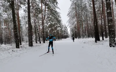 По лесу на лыжах.