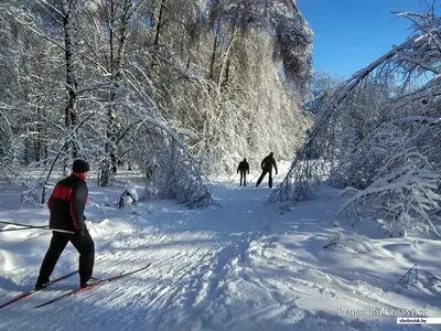Воскресная прогулка на лыжах в лесу❄ 📸 Люба Цветкова | Instagram