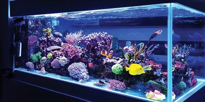 Кормушка AQUAXER Glass Bottom 35 см. Кормушка для маленьких рыб, подходит  для аквариумов высотой 40 см (ID#1763356035), цена: 218.18 ₴, купить на  Prom.ua