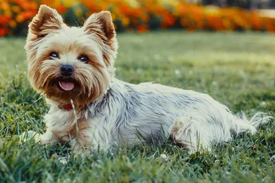 5 очаровательных маленьких собак | Природный Уголок | Дзен