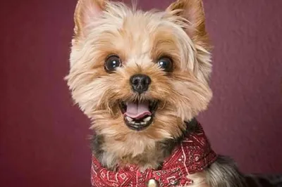 Топ 10 самых маленьких собак в мире | FIXlin | Дзен